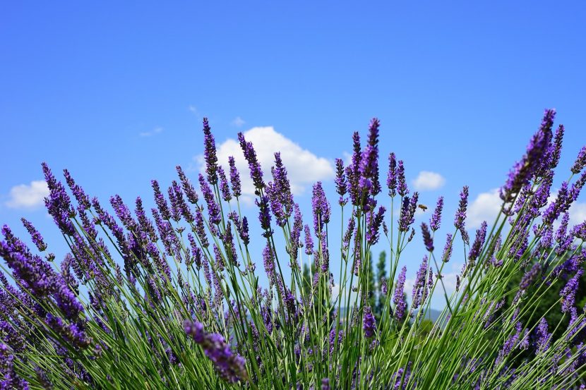 How To Use Lavender Oil For Sleep